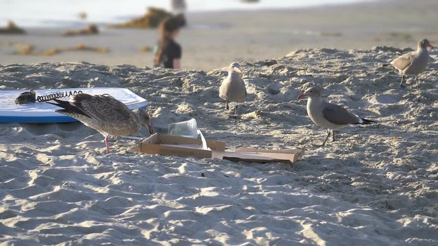 Professional video of pizza thief on the beach in slow motion 90fps