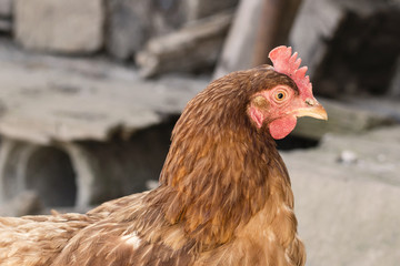 Brown chicken house in the enclosure.