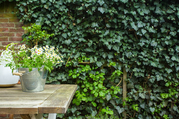 Daisys on the table in a garden with ivy on the wall background 