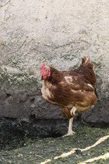 Brown chicken house in the enclosure.