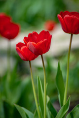 Obraz premium beautiful red tulips