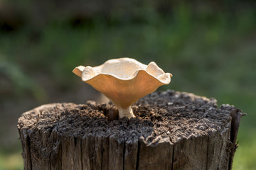 Macro mushroom on old and dead tree stump in the forest.