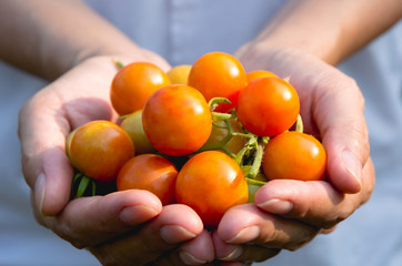 Female hand holding ripe and fresh organic tomatoes.