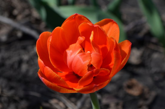 Adrem двойной пионовидный тюльпан цветущий махровый оранжевый 
