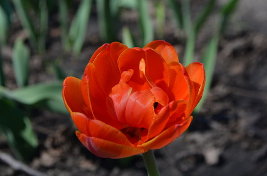 Adrem двойной пионовидный тюльпан цветущий махровый оранжевый 