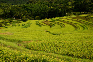 大山千枚田　千葉県鴨川市