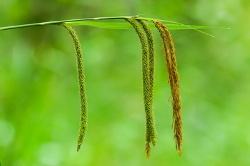 Fototapeta premium Nice grass at springtime on the meadow