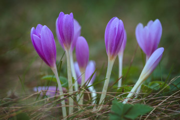 Nice autumn flowers in the meadow, Colchicum
