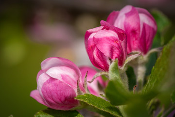Close up of apple tree flowers