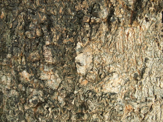 Tree bark texture