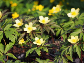 Anemone × lipsiensis - wood anemone