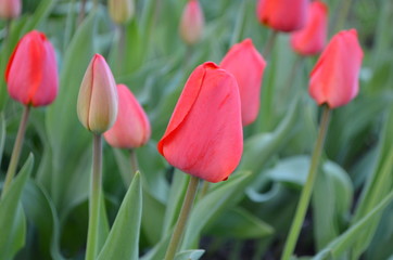 Красные тюльпаны в природе на клумбе. Поле тюльпанов
