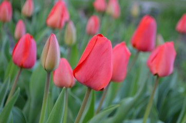 Красные тюльпаны в природе на клумбе. Поле тюльпанов
