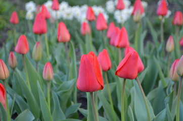Красные тюльпаны в природе на клумбе. Поле тюльпанов
