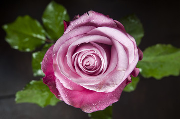 pink rose with large drops