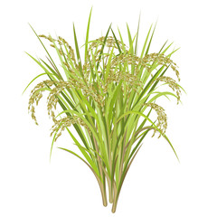 Rice (Oryza sativa, Asian rice). Realistic vector illustration of rice panicles isolated on white background.