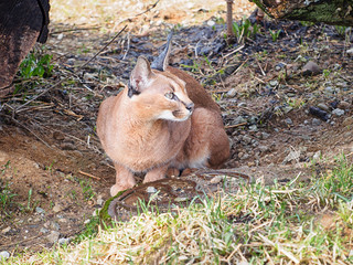 Caracal is sitting on the ground