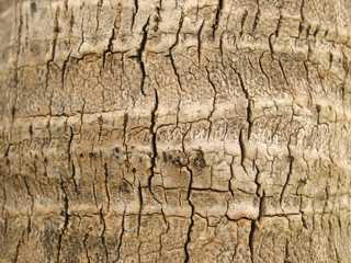 Tree bark texture