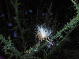 nature, prickle, flowers