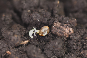 sprouted cannabis seeds
