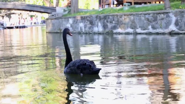 Black swan on a lake 
