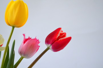 Фон с разными сортами тюльпанов. Красивый букет