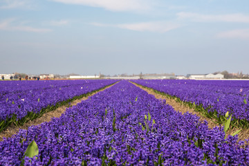 Holland blooming fields Hyacinthus