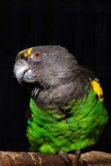 green, black and yellow bird