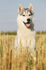 Siberian husky posing in fields.