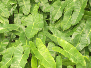 fresh and green leaves