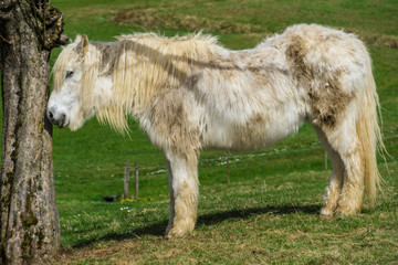 Germany, Beauty horse with long white fur standing next to tree side view