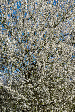 Germany, Thousands of white colored cherry blossoms on tree in springtime