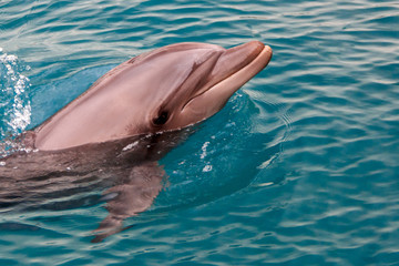 The yong Bottlenose dolphin is swimming in red sea