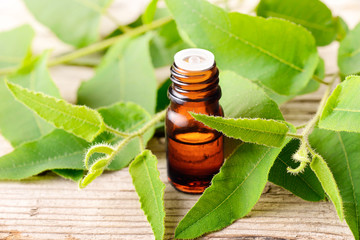 Eucalyptus essential oil in the bottle, with fresh eucalytus leaves