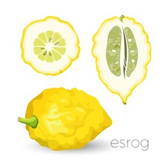 Delicious exotic sour esrog fruit with rough skin