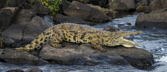 Fototapeta premium Krokodyl nilowy, Crocodylus niloticus, Republika Południowej Afryki