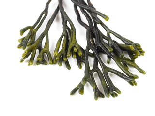 Codium – Velvet horn – Spongeweed.    Edible green seaweed in the family Codiaceae. Binomial name: Codium tomentosum. There are about 50 species worldwide. © efesan