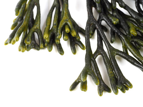 Codium &ndash; Velvet horn &ndash; Spongeweed.

Edible green seaweed in the family Codiaceae. Binomial name: Codium tomentosum. There are about 50 species worldwide.