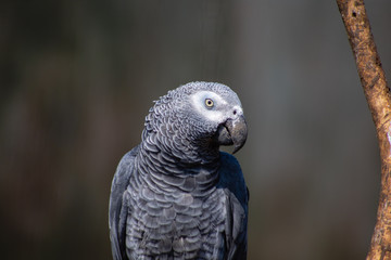 parrot portrait