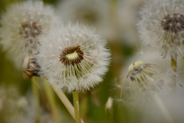 dandelions in the field