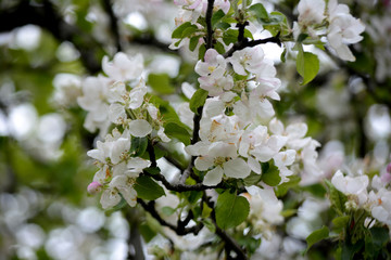Spring flowers in the garden