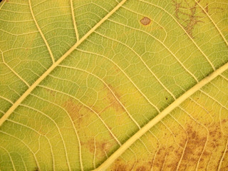 dry brown leaf texture