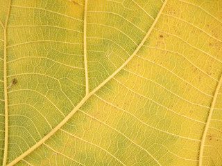 dry brown leaf texture