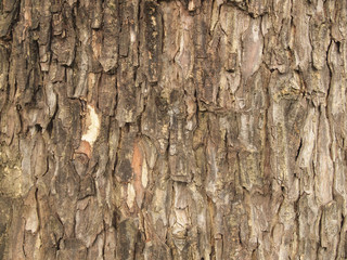 Tree bark texture