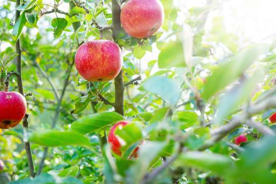 Ripe apples on the Apple tree in the sunshine