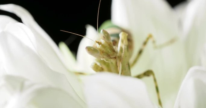 Creobroter meleagris mantis eating something in flower.