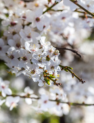 Spring flowers. Beautifully blossoming tree branch