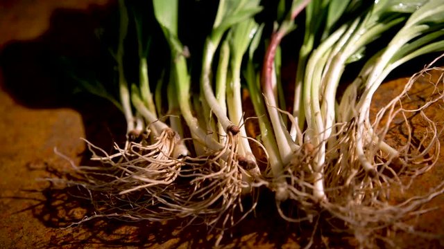 Slider to the left of a bunch of ramps with focus on their roots and stems in a studio.