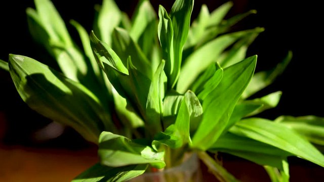 Closeup of ramp leaves rotating against a dark background.