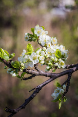 Spring flowers. Beautifully blossoming tree branch